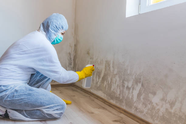 Licensed Black Mold Remediation service in Prince Frederick, MD - Car Mold Remediation